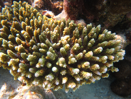  Acropora microphthalma (Staghorn)